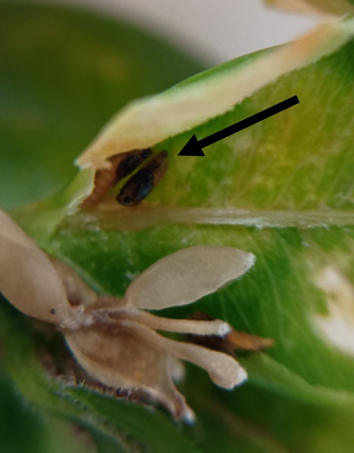 Two black pupae shaped like a grain of rice.